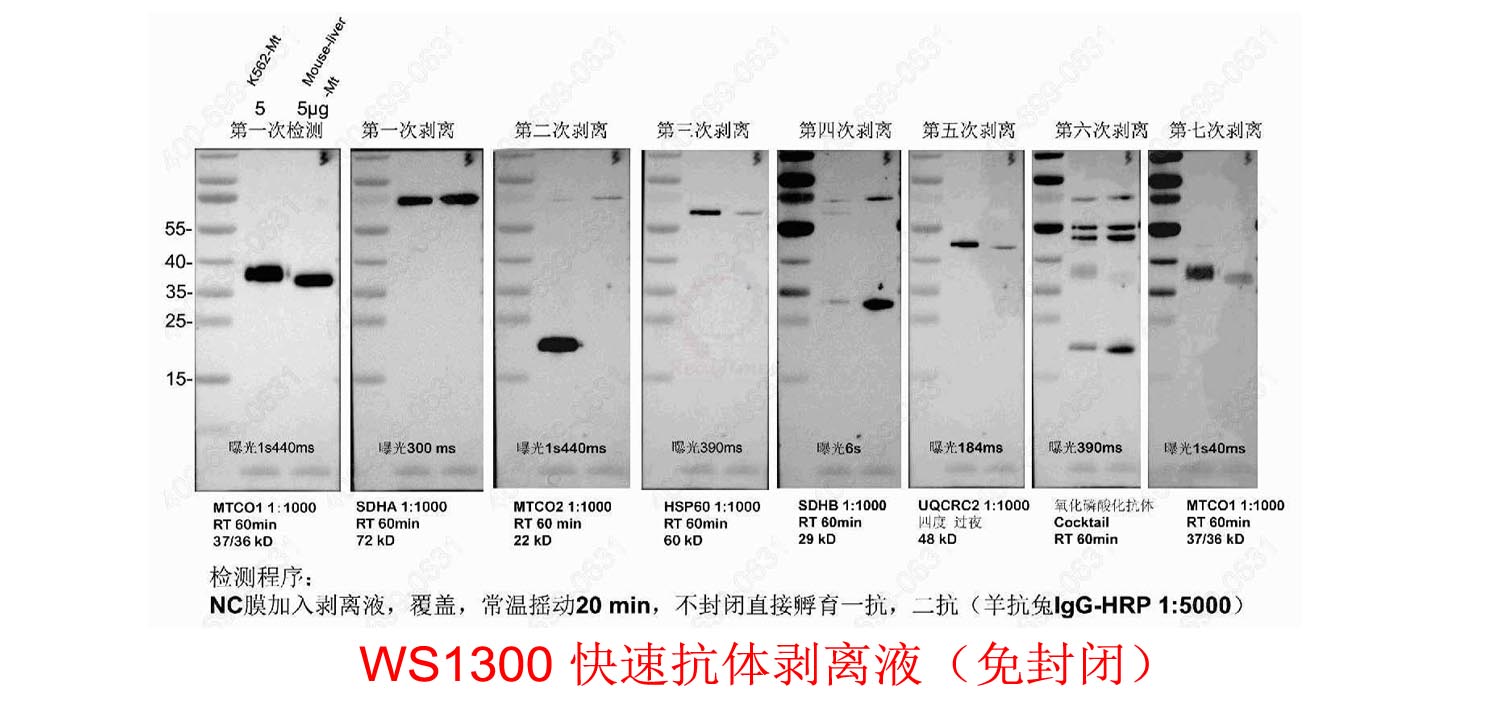 快速抗体剥离液（免封闭）