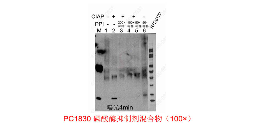 磷酸酶抑制剂